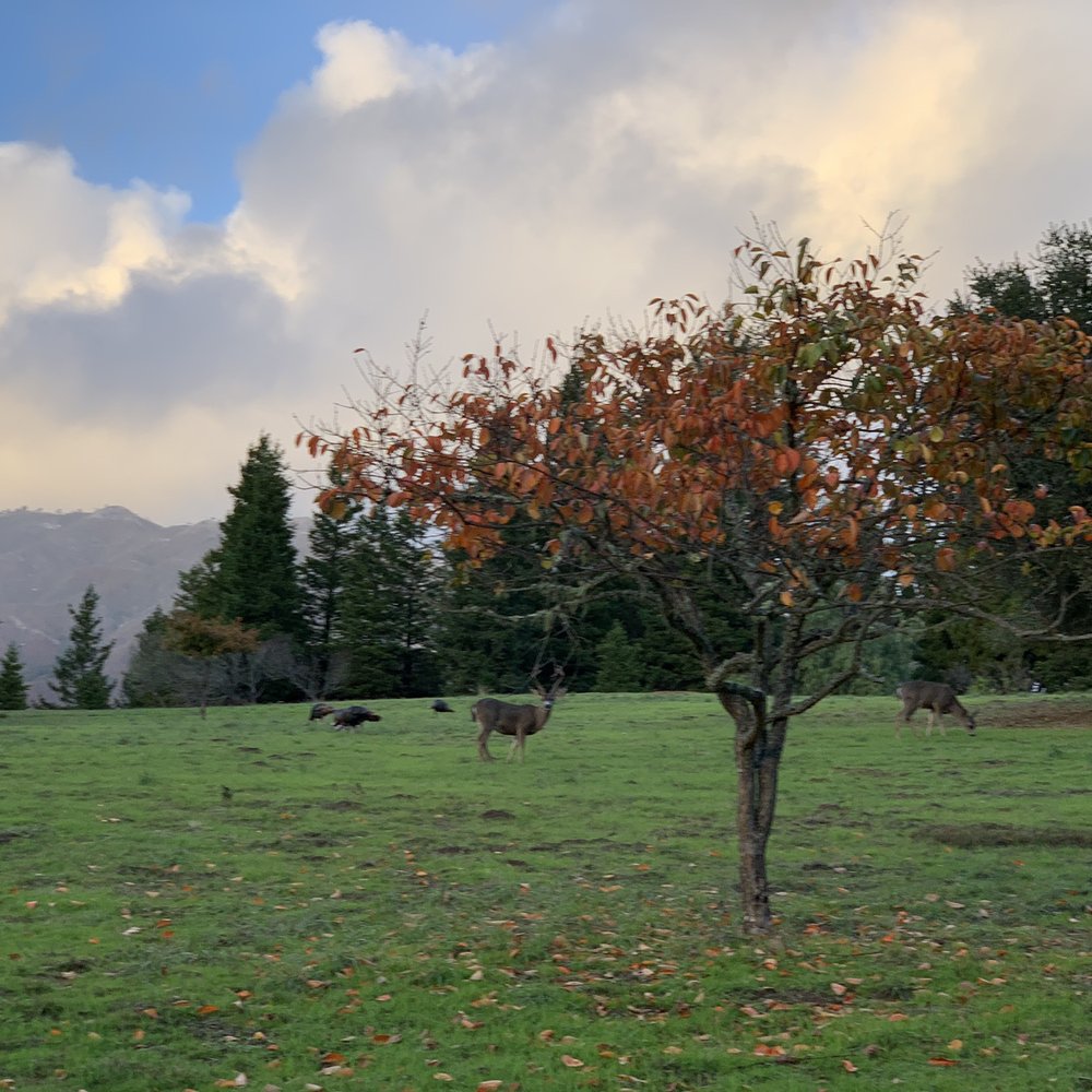 Post Ranch Inn - Hotels Near Me - Big Sur, California Post Ranch Inn - Hotels Near Me - Big Sur, California
