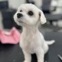 Photo of Sarah's Groomingdale's Pet Salon