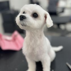 Sarah's Groomingdale's Pet Salon