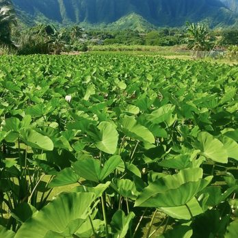 Wong's Products - Wetland luau/taro leaves. - Fruits & Veggies Near Me Wong's Products - Wetland luau/taro leaves. - Fruits & Veggies Near Me