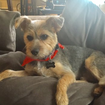 Pet Gallery - Henri freshly groomed! - Pet Groomers Near Me - Atlanta, Georgia