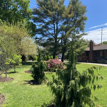 C A Burst Tree Expert Company - Alaskan Cedars and Japanese Maple - Tree Services Near Me - Dix Hills, New York C A Burst Tree Expert Company - Alaskan Cedars and Japanese Maple - Tree Services Near Me - Dix Hills, New York