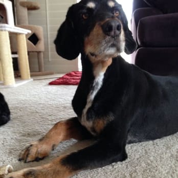 Moondoggies Pet Spa - Reilly AFTER - soft, smooth, cool...PERFECT! - Pet Groomers Near Me - Riverside, California Moondoggies Pet Spa - Reilly AFTER - soft, smooth, cool...PERFECT! - Pet Groomers Near Me - Riverside, California