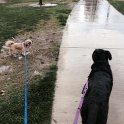 Laurie's Dog Walking - Rainy day walk