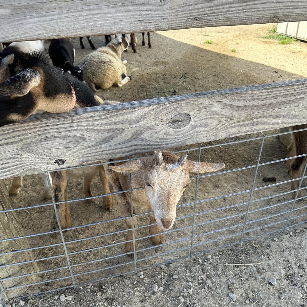 Eugster's Farm Market - Baby goats - Attraction Farms Near Me - Stoughton, Wisconsin Eugster's Farm Market - Baby goats - Attraction Farms Near Me - Stoughton, Wisconsin
