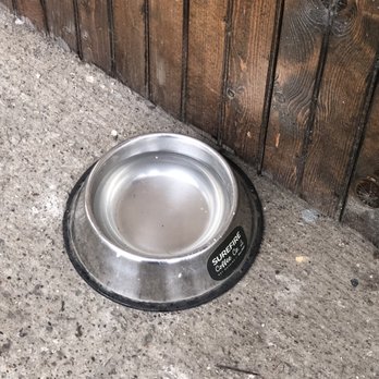 Surefire Coffee - Dog water dish - Coffee & Tea Near Me - Nashville, Tennessee Surefire Coffee - Dog water dish - Coffee & Tea Near Me - Nashville, Tennessee