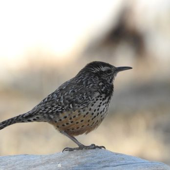 Brown Canyon Ranch - Cactus Wren - Parks Near Me - Sierra Vista, Arizona