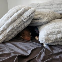 Zack's Pack - Wags & Walks