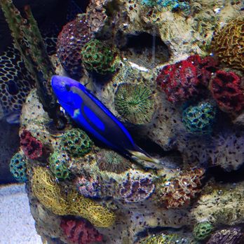 Aquarium At The Boardwalk - More colorful - Aquariums Near Me - Branson, Missouri