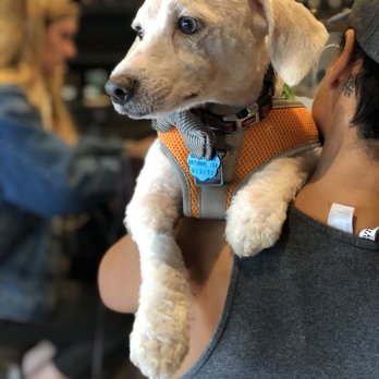 Pet Joy - Pet Joy is THE best groomer in LA. - Pet Groomers Near Me - Los Angeles, California