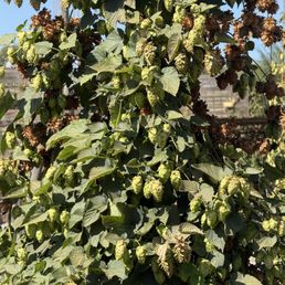 Beer plant called hops Beer plant called hops