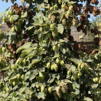 Ruhstaller Farm - Beer plant called hops - Breweries Near Me - Dixon, California Ruhstaller Farm - Beer plant called hops - Breweries Near Me - Dixon, California