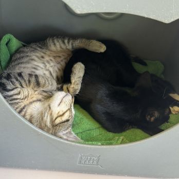Hawaiian Humane Society - Animal Shelters Near Me - Honolulu, Hawaii Hawaiian Humane Society - Animal Shelters Near Me - Honolulu, Hawaii