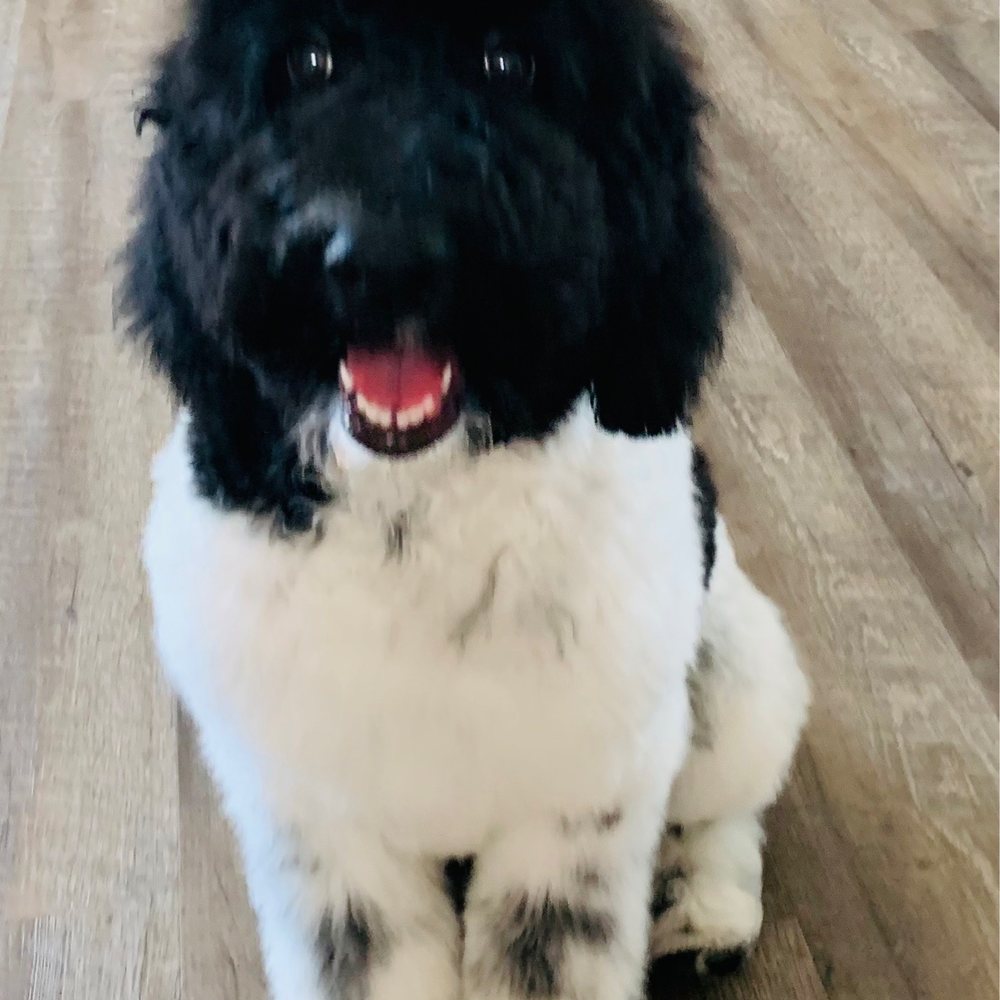 Pets Choice Grooming & Supply - Australian Labradoodle first hair cut! - Pet Stores Near Me - Colton, California Pets Choice Grooming & Supply - Australian Labradoodle first hair cut! - Pet Stores Near Me - Colton, California