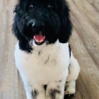 Pets Choice Grooming & Supply - Australian Labradoodle first hair cut! - Pet Stores Near Me - Colton, California