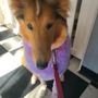 Hair of the Dog Grooming Studio
