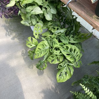 Skillin's Greenhouses - Plants - Nurseries & Gardening Near Me - Brunswick, Maine Skillin's Greenhouses - Plants - Nurseries & Gardening Near Me - Brunswick, Maine