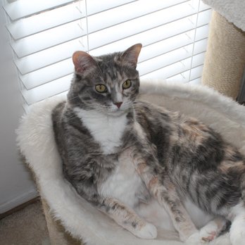 Compassionate In-Home Euthanasia - Slim - Pet Services Near Me