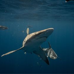 Florida Shark Diving - Diver took photos