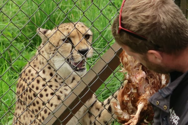 Port Lympne Safari Park by null
