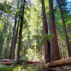 Avenue of the Giants