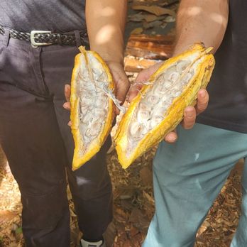 Kamananui Cacao Orchards - Attraction Farms Near Me - Waialua, Hawaii Kamananui Cacao Orchards - Attraction Farms Near Me - Waialua, Hawaii