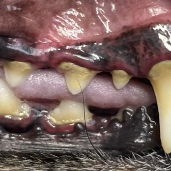 Bright N’ Shine Pet Dental - Pet Services Near Me - Boca Raton, Florida Bright N’ Shine Pet Dental - Pet Services Near Me - Boca Raton, Florida
