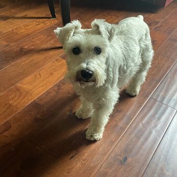 A Pets Space - Pet Sitting Near Me A Pets Space - Pet Sitting Near Me
