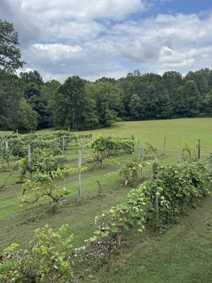 Rebec Vineyards by null