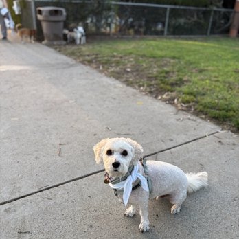Costa Mesa Bark Park - Finn chillin' on the small dog side - Dog Parks Near Me - Costa Mesa, California Costa Mesa Bark Park - Finn chillin' on the small dog side - Dog Parks Near Me - Costa Mesa, California
