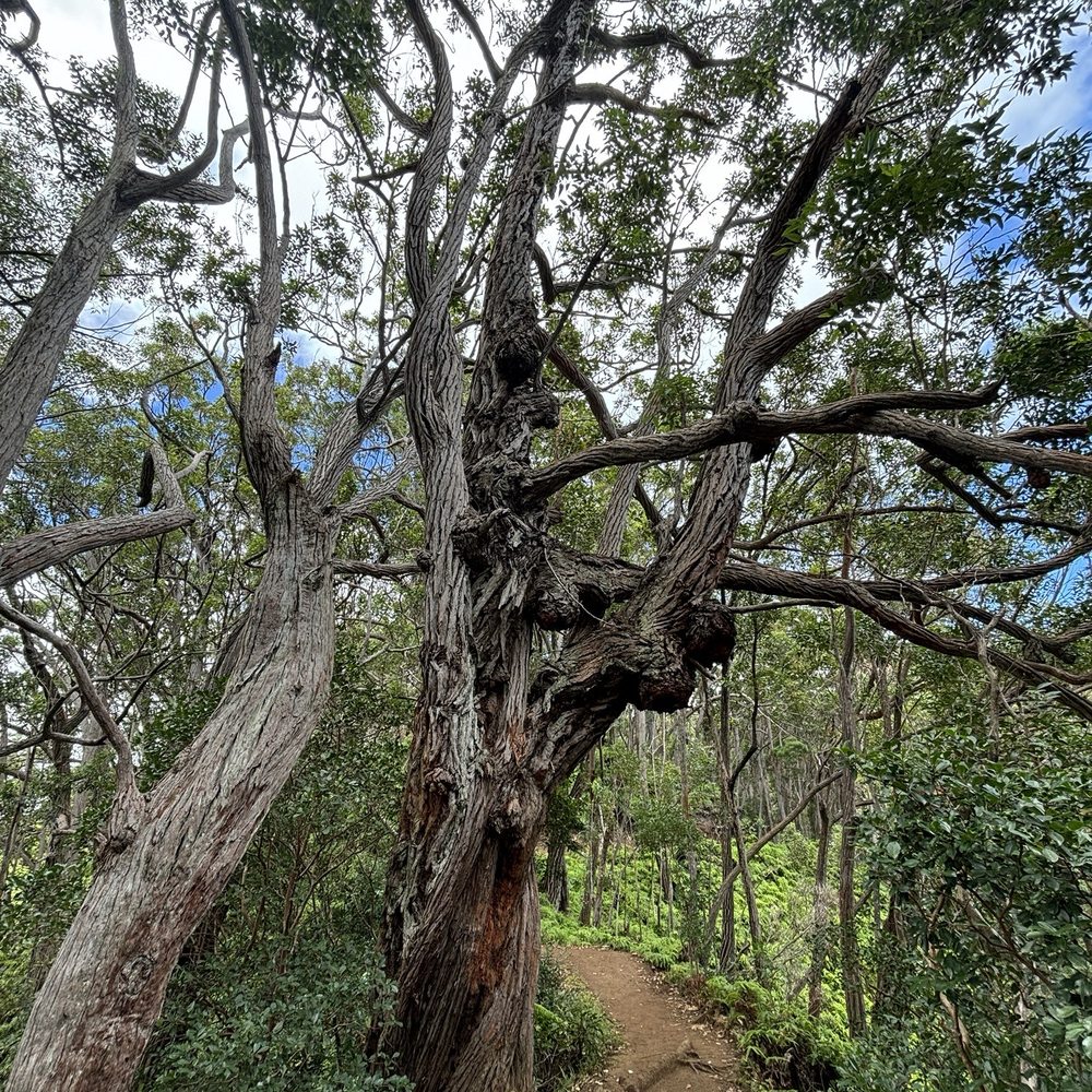 Aiea Loop Trail - Hiking Near Me - Aiea, Hawaii