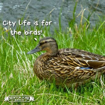 Newton Fork Ranch - Vacation Rentals Near Me - Hill City, South Dakota Newton Fork Ranch - Vacation Rentals Near Me - Hill City, South Dakota