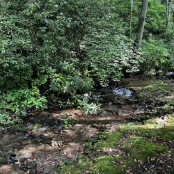Panther Creek Cabins