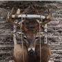 Photo of HTX Taxidermy
