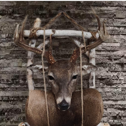 HTX Taxidermy