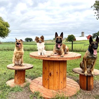 Sit Means Sit - Pet Training Near Me - Madison, Wisconsin Sit Means Sit - Pet Training Near Me - Madison, Wisconsin