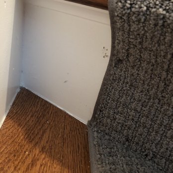 Paramount Rug Company Inc - Staple holes left after installer had to straighten out carpet. - Carpeting Near Me - Brockton, Massachusetts