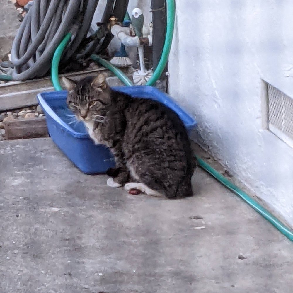 THE BEST 10 Cat Rescue in Vacaville, CA - Updated 2026 - Quality &  Affordability - Yelp