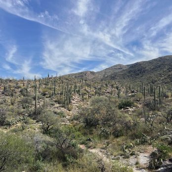 Saguaro National Park - Parks Near Me - Tucson, Arizona Saguaro National Park - Parks Near Me - Tucson, Arizona