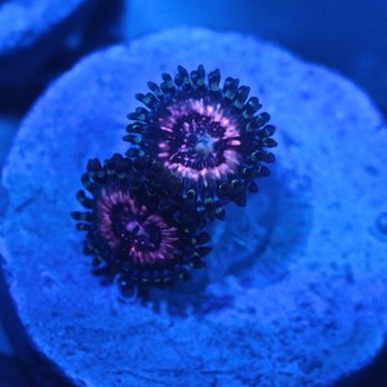 Strictly Fish - Pink Zippers - Aquarium Services Near Me - Miami, Florida