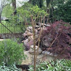 Van Well Nursery - Freshly planted Red Haven looking