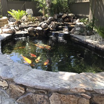 Koi Enterprise - Local Fish Stores Near Me - West Sacramento, California Koi Enterprise - Local Fish Stores Near Me - West Sacramento, California