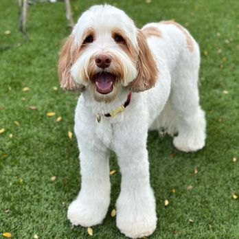 The Hairy Dog - Pet Groomers Near Me - Phoenix, Arizona The Hairy Dog - Pet Groomers Near Me - Phoenix, Arizona