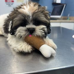 Port Isabel Animal Clinic - Waiting on her results