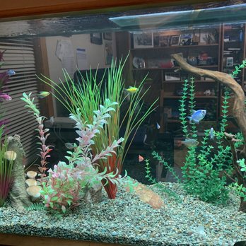 Aquatic Works - Updated photo with fish. Still clear as glass in there. - Aquarium Services Near Me - Northbrook, Illinois Aquatic Works - Updated photo with fish. Still clear as glass in there. - Aquarium Services Near Me - Northbrook, Illinois