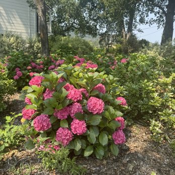 Annadel Estate Winery - Beautiful hydrangeas on the property! - Wineries Near Me - Santa Rosa, California Annadel Estate Winery - Beautiful hydrangeas on the property! - Wineries Near Me - Santa Rosa, California