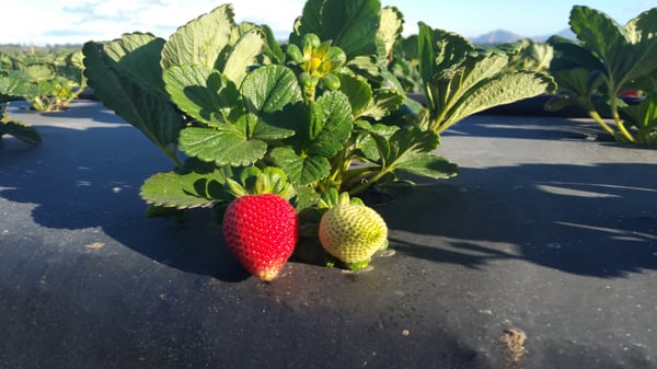 Nakamura Berry Growers by null