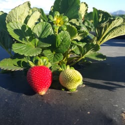 Nakamura Berry Growers