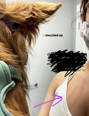 Lawndale Pet Hospital by null