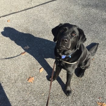 Canine Time - Garth! - Pet Sitting Near Me - White Plains, New York